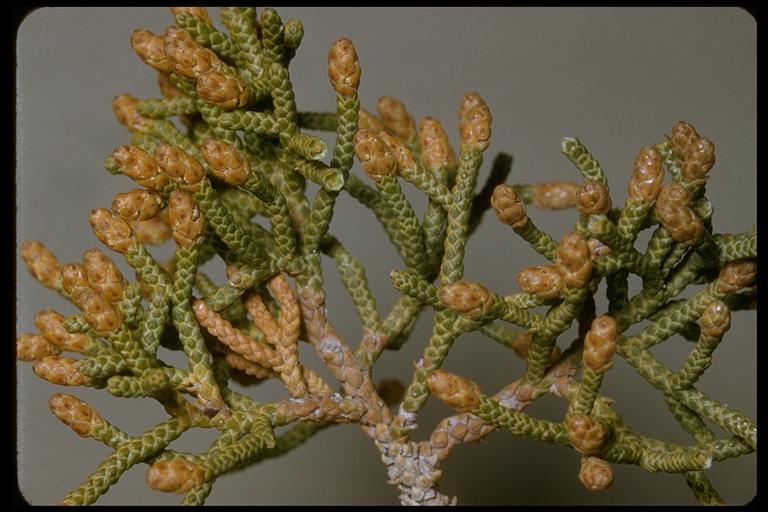 Sivun Juniperus californica Carrière kuva