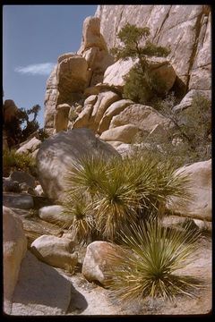 Image of Parry's beargrass