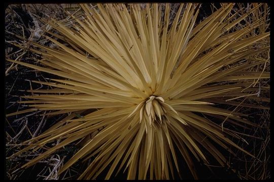 Image of Parry's beargrass