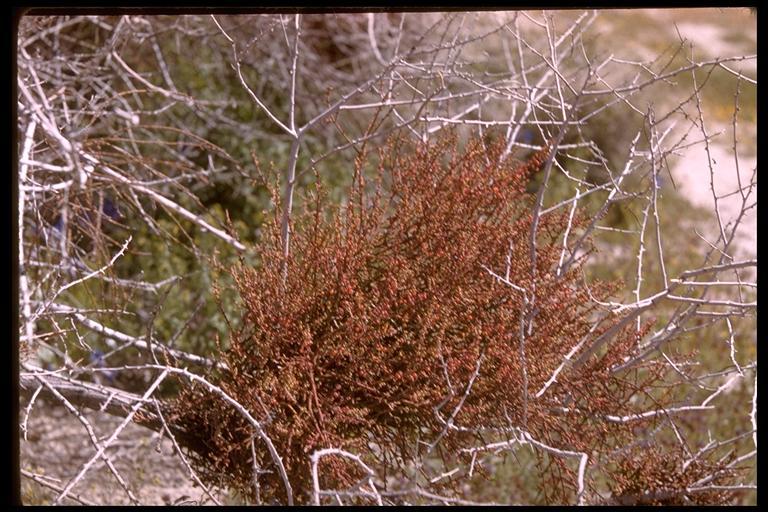 Image of mesquite mistletoe