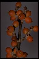 Image of mesquite mistletoe