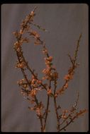 Image of mesquite mistletoe