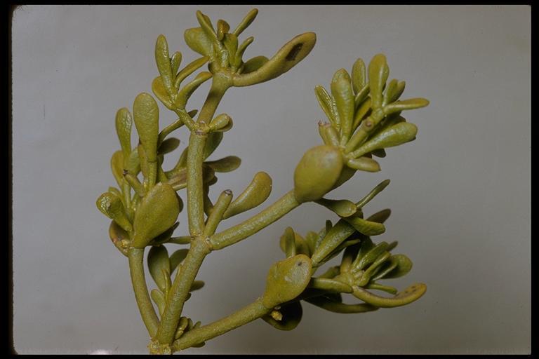 Image of dense mistletoe