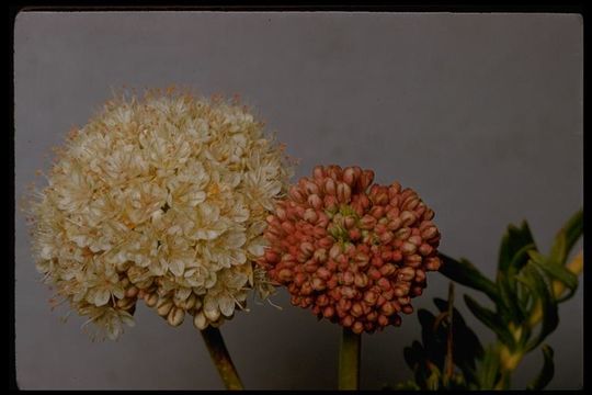 Image of Eastern Mojave buckwheat