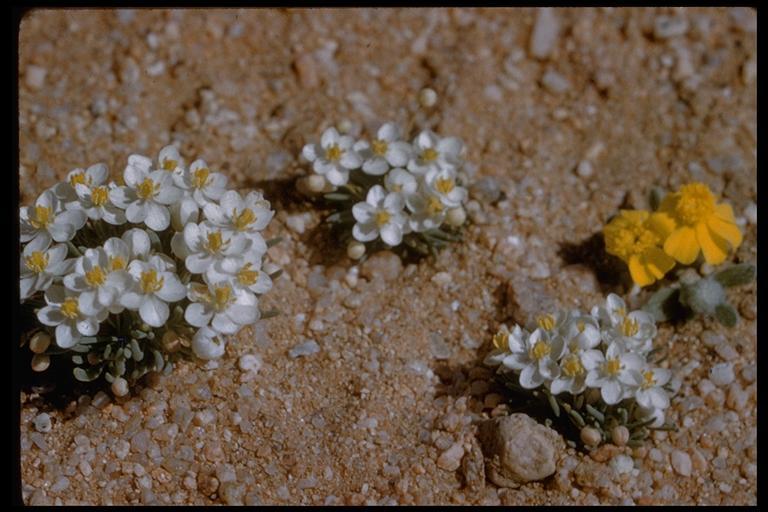 Image of White pygmy-poppy