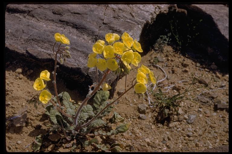 Imagem de Chylismia brevipes Small