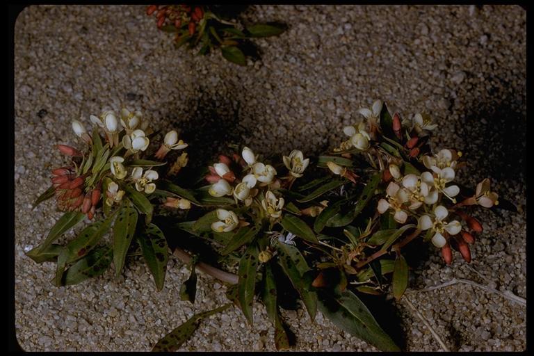 Eremothera boothii subsp. decorticans (Hook. & Arn.) W. L. Wagner & Hoch resmi