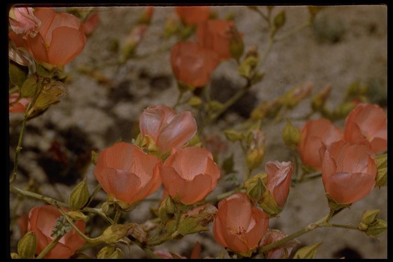 Image of desert globemallow