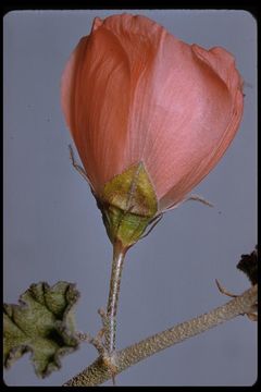 Image of desert globemallow