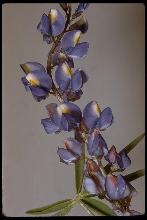 Image of Mojave lupine