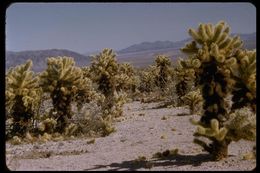 Image of teddybear cholla