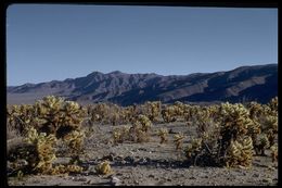 Image of teddybear cholla