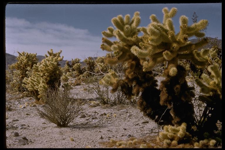 Image of teddybear cholla