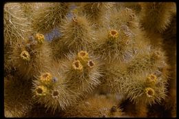 Image of teddybear cholla