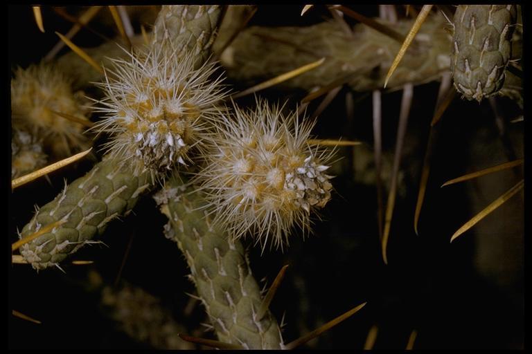 Imagem de Cylindropuntia ramosissima (Engelm.) F. M. Knuth