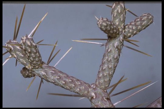 Imagem de Cylindropuntia ramosissima (Engelm.) F. M. Knuth