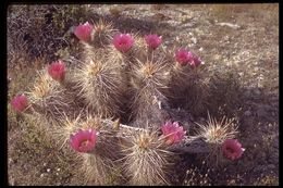 Image de Echinocereus engelmannii (Parry ex Engelm.) Lem.