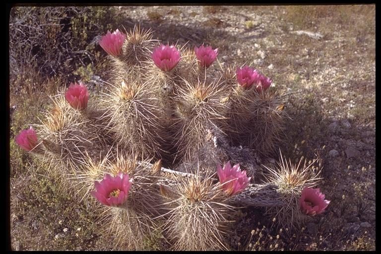 Image of Engelmann's hedgehog cactus