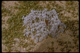 Image of <i>Cryptantha circumscissa</i>