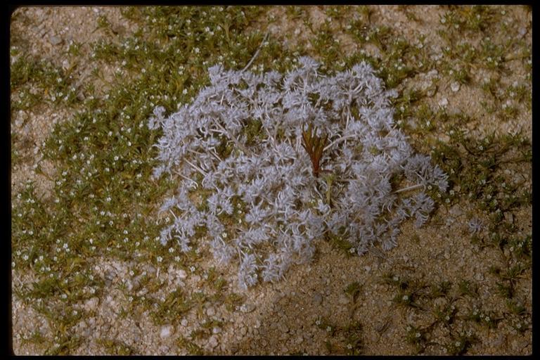 صورة <i>Cryptantha circumscissa</i>