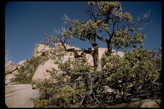 Слика од Arctostaphylos glauca Lindl.