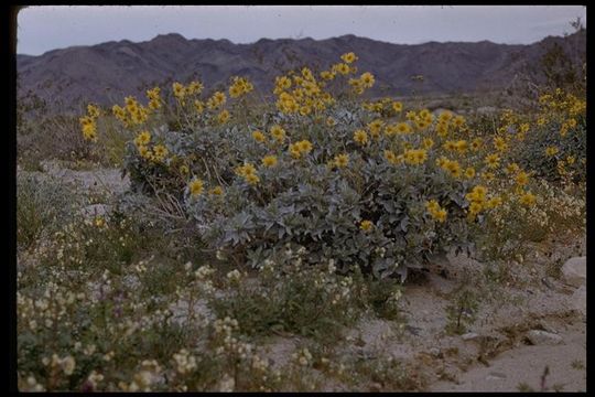 Sivun Encelia farinosa A. Gray ex Torr. kuva