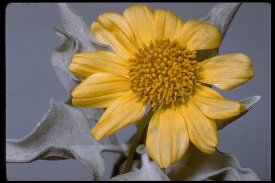 Sivun Encelia farinosa A. Gray ex Torr. kuva