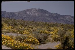 Image of smooth desertdandelion