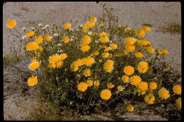 Image of smooth desertdandelion