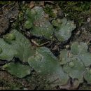 Image of Asterella californica (Hampe ex Austin) Underw.