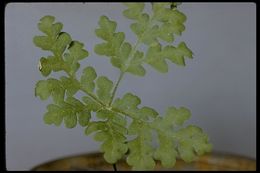 Image of goldback fern