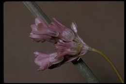 صورة Dichelostemma capitatum (Benth.) Alph. Wood