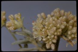 Image of Eastern Mojave buckwheat