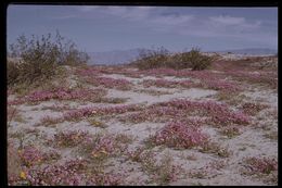 Image of desert sand verbena