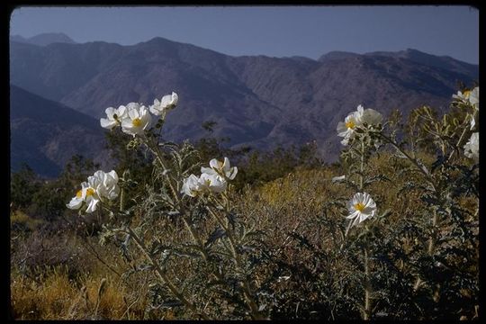 Image of pricklypoppy