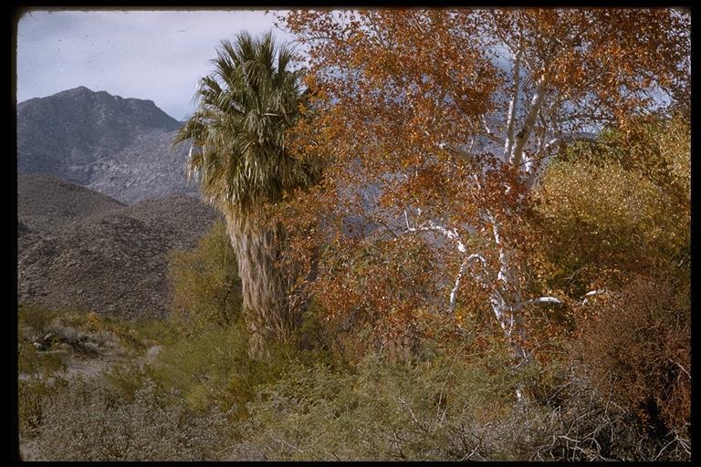 Image of California sycamore