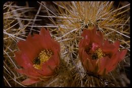 Image de Echinocereus engelmannii (Parry ex Engelm.) Lem.