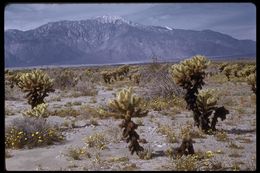 Image of teddybear cholla