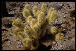 Image of teddybear cholla