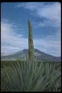 Image of Century Plant or Maguey