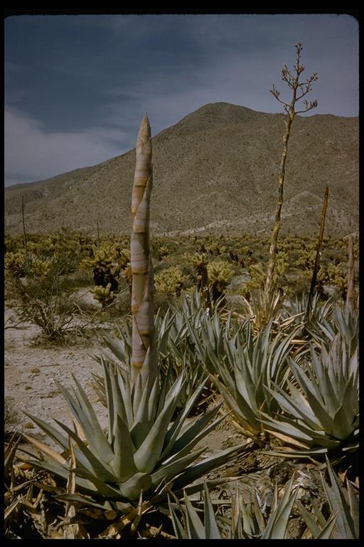 Image of Century Plant or Maguey