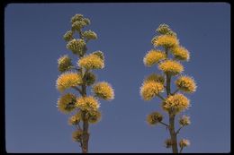 Image of Century Plant or Maguey