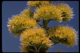 Image of Century Plant or Maguey