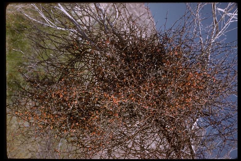 Image of mesquite mistletoe