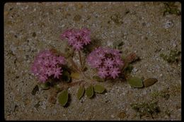 Image of desert sand verbena