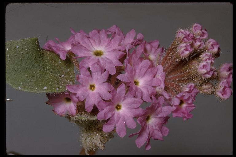 Image of desert sand verbena