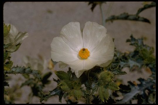 Image of pricklypoppy