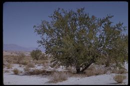 Image of desert ironwood