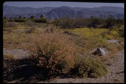 Image of desert globemallow