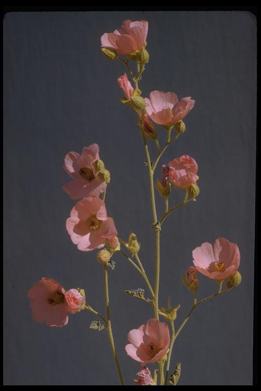 Image of desert globemallow